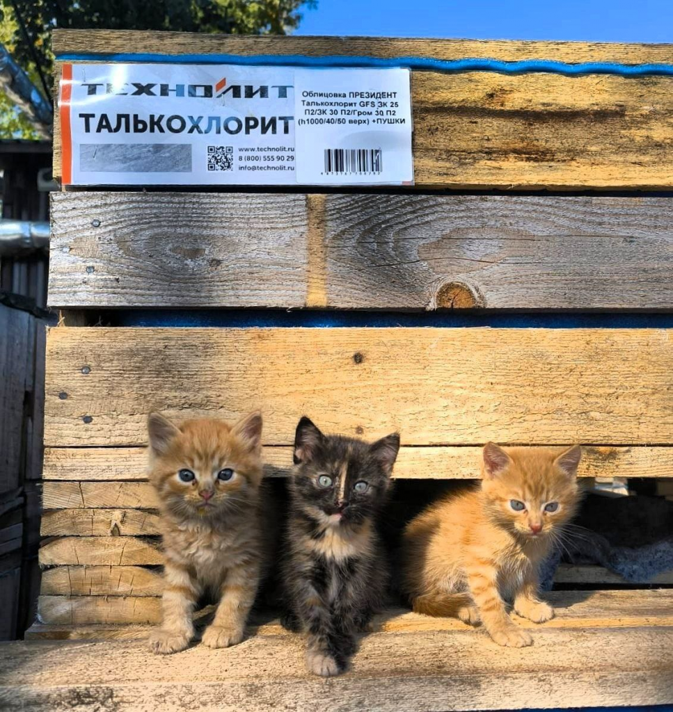 изображение_2025-03-21_113029765.png